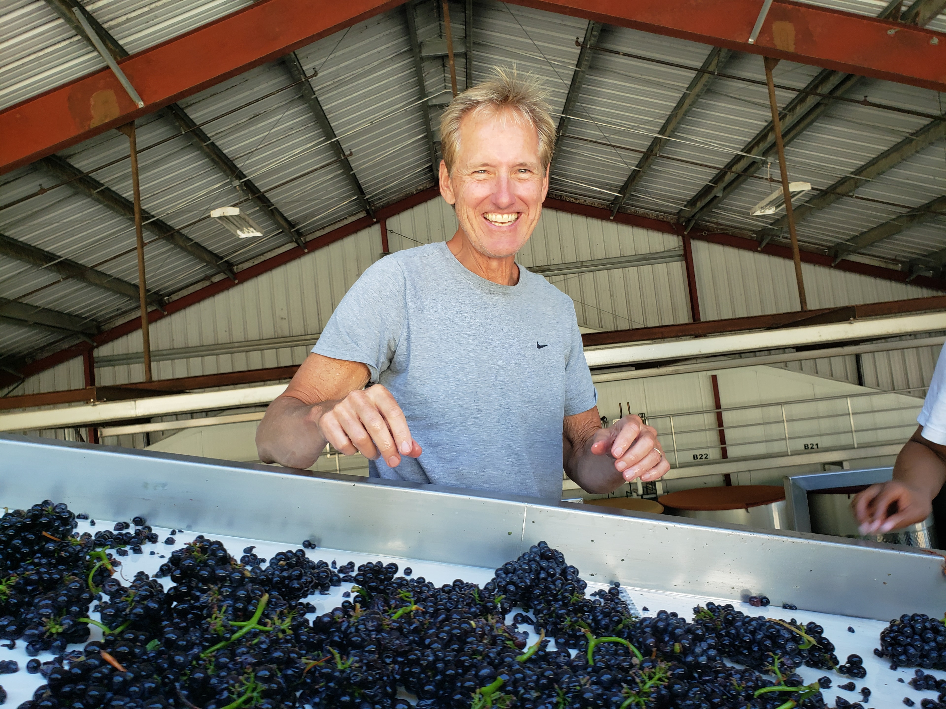Sorting freshly harvested Pinot Noir grapes at George Wine