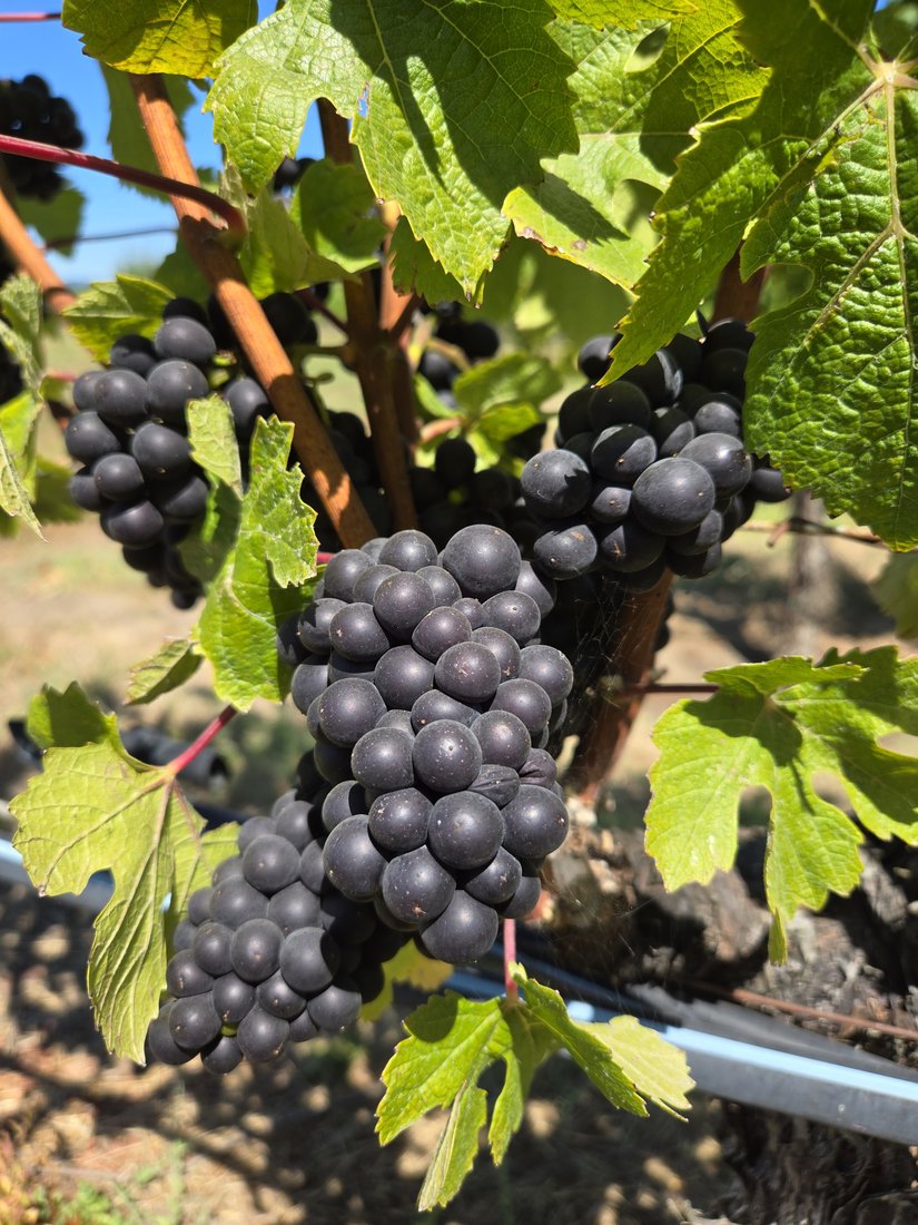 Ripe Pinot Noir clusters hanging on the vine